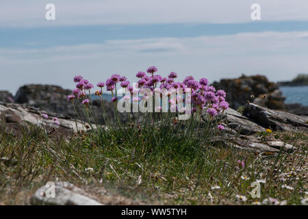 Sparsamkeit (Armeria maritima) entlang der Carrick Küste, Galloway, SW Schottland wächst Stockfoto