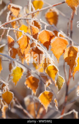 Gelbe Birkenblätter beschichtet mit Raureif auf den Ästen, Bremen, Deutschland, Europa Stockfoto