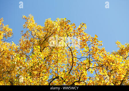 Gelb gefärbte Ahornblätter auf Ästen, Bremen, Deutschland, Europa Stockfoto