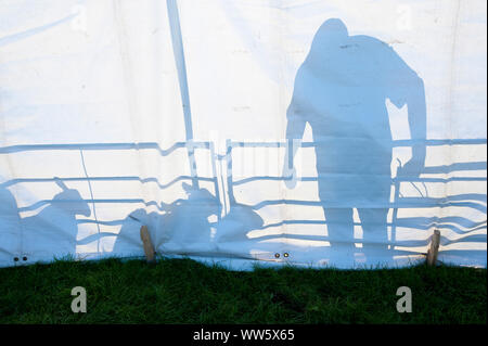 Llanelwedd, Powys, UK. 13 Sep, 2019. Maultiere in die Auktion Ring werfen einen Schatten auf die Hütte an der Wand. Die Auktion der Waliser Maultier Schaf erhält an Llanelwedd in Powys, Wales, Großbritannien unterwegs. Die kommerzielle Zucht von Welsh Maultier Ewe ist eine Kreuzung zwischen einem Blau - Leicester ram konfrontiert und entweder eine Beulah gesprenkelte konfrontiert Ewe oder ein Welsh Mountain Ewe. Credit: Graham M. Lawrence/Alamy leben Nachrichten Stockfoto