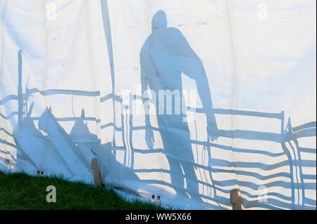 Llanelwedd, Powys, UK. 13 Sep, 2019. Maultiere in die Auktion Ring werfen einen Schatten auf die Hütte an der Wand. Die Auktion der Waliser Maultier Schaf erhält an Llanelwedd in Powys, Wales, Großbritannien unterwegs. Die kommerzielle Zucht von Welsh Maultier Ewe ist eine Kreuzung zwischen einem Blau - Leicester ram konfrontiert und entweder eine Beulah gesprenkelte konfrontiert Ewe oder ein Welsh Mountain Ewe. Credit: Graham M. Lawrence/Alamy leben Nachrichten Stockfoto
