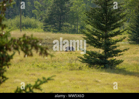 Grizzlybär (Ursus arctos Horribilis) in einer Wiese, Kanada Stockfoto