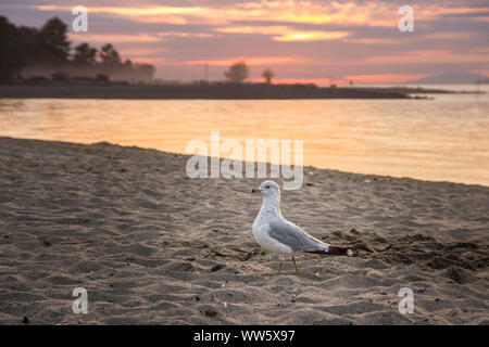 Strand mit Flügeltüren bei Sonnenuntergang, English Bay, Vancouver, British Columbia, Kanada Stockfoto