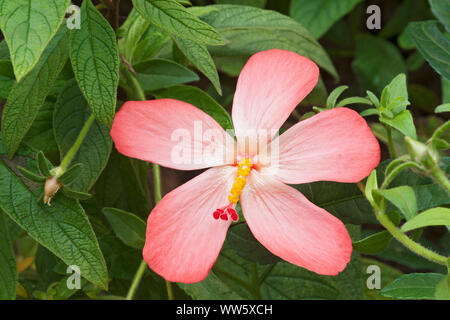 Abelmosk, Abelmoschus moschatus, Single rosa sternförmigen Blume wächst Outdoor. Stockfoto