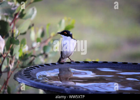 Weiß-naped Honeyeater (Melithreptus lunatus) an birdbath, South Australia Stockfoto