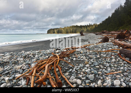 Treibgut auf einem Kiesstrand in der Cape Scott Provincial Park, Vancouver Island, British Columbia, Kanada Stockfoto