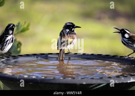 New Holland Honeyeaters (Phylidonyris novaehollandiae) an birdbath, South Australia Stockfoto