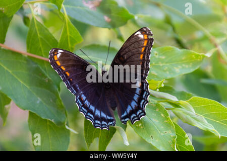 Die Red-Spotted Violett (Limenitis arthemis Astyanax) Schmetterling in Ontario, Kanada Nahaufnahme schöne Farben auf einem Blatt thront. Stockfoto
