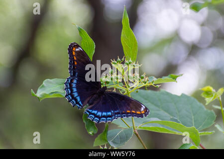 Die Red-Spotted Violett (Limenitis arthemis Astyanax) Schmetterling in Ontario, Kanada Nahaufnahme schöne Farben auf einem Blatt thront. Stockfoto