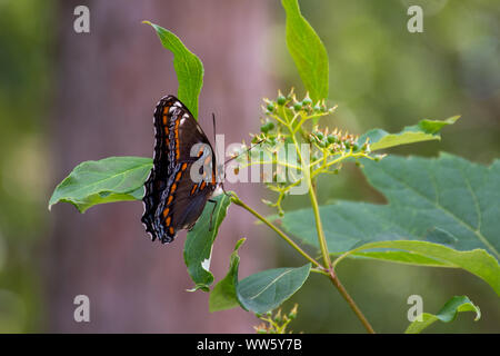 Die Red-Spotted Violett (Limenitis arthemis Astyanax) Schmetterling in Ontario, Kanada Nahaufnahme schöne Farben auf einem Blatt thront. Stockfoto