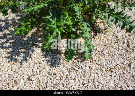 Sukkulenten - Stone Garden Stockfoto