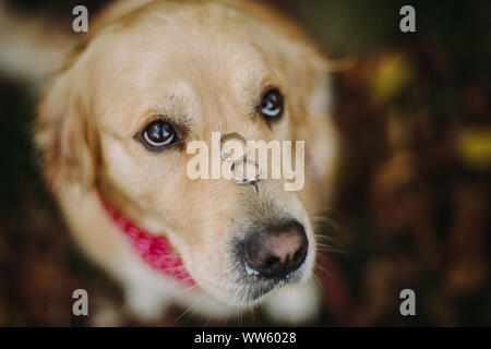 Porträt eines Labrador Hund mit zwei Trauringe auf seine Nase Stockfoto