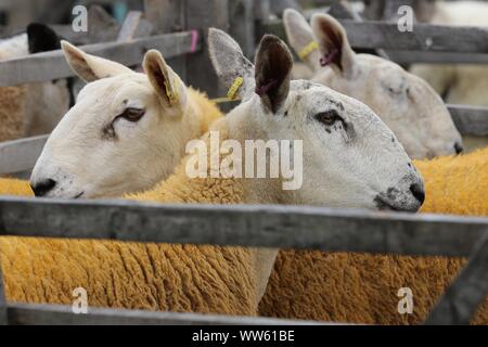 Moreton Land zeigen Stockfoto