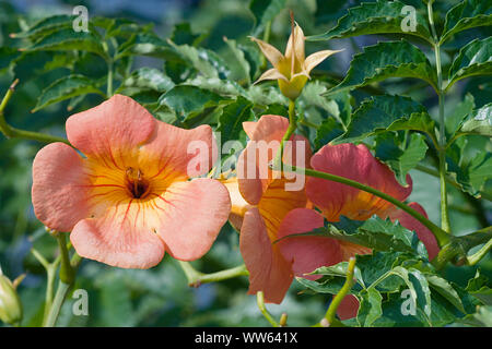 Trompete Weinstock, Campsis grandiflora, zwei Pfirsich farbige Blumen wachsen im Freien. Stockfoto