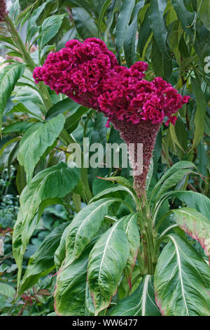 Der Hahn Kamm, Celosia argentea Cristata Gruppe, tief rot gefärbten Blüten wachsen Outdoor. Stockfoto