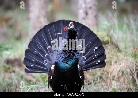 Auerhahn im Wald die Balz, Tetrao urogallus Stockfoto