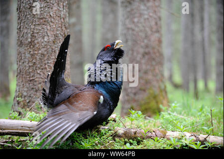 Auerhahn im Wald die Balz, Tetrao urogallus Stockfoto