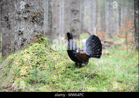 Auerhahn im Wald die Balz, Tetrao urogallus Stockfoto