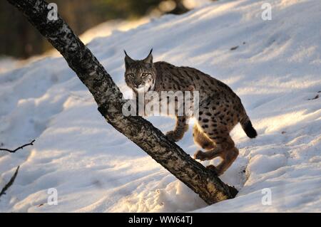 Eurasischen Luchs in den Schnee, Lynx lynx Stockfoto