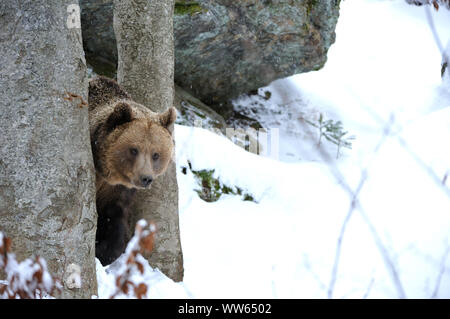 Europäische Braunbären in den Schnee, Ursus arctos Stockfoto