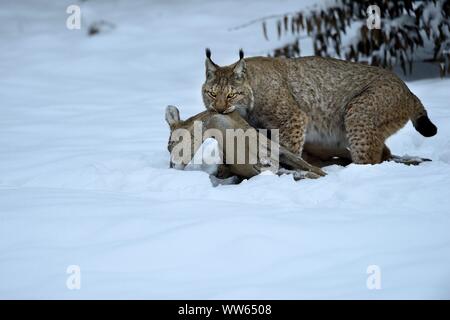 Eurasischen Luchs mit Beute im Schnee, Lynx lynx Stockfoto