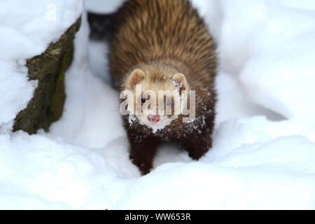 Europäischen Iltis im Schnee, Mustela putorius Stockfoto