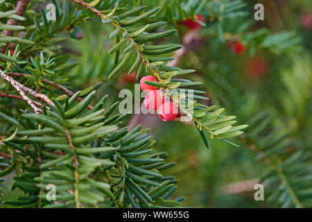 Eibe, Taxus Whipplei, rote Beeren auf Stacheligen Baum. Stockfoto