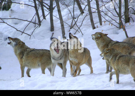 Europäische Wolf Pack im Schnee, Canis lupus Stockfoto