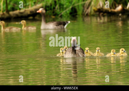 Graugänse mit Küken auf dem Wasser, Anser anser Stockfoto