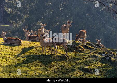 Herde von Rotwild auf der Bergwiese, Cervus elaphus Stockfoto