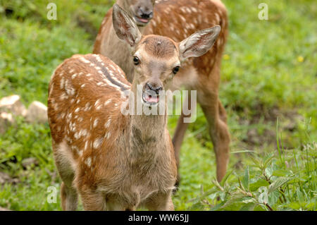 Junge Hirsche Kitze, Cervus elaphus Stockfoto