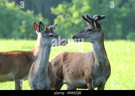 Junge Hirsche auf Wiese, Cervus elaphus Stockfoto