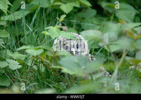 Junge Habichtskauz im Dickicht, Strix uralensis Stockfoto