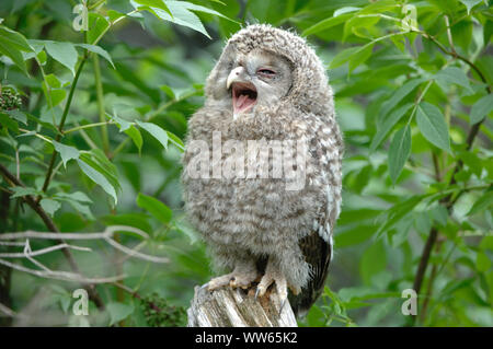 Junge Habichtskauz im Wald, Strix uralensis Stockfoto