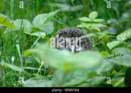 Junge Habichtskauz im Dickicht, Strix uralensis Stockfoto