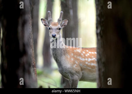 Junge sika Hirsche im Wald, Cervus Nippon Stockfoto