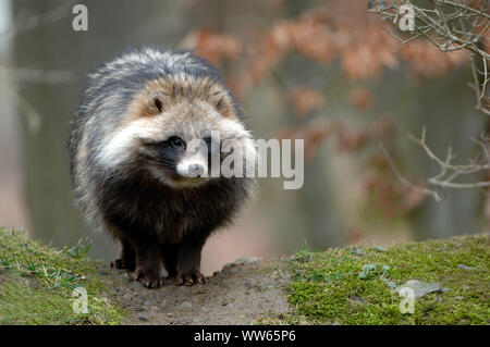 Marderhund Nyctereutes procyonoides, Stockfoto