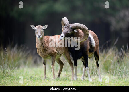 Mufflon Paar, Ovis ammon Musimon Stockfoto