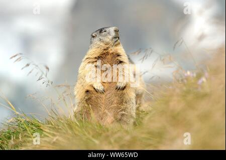 Murmeltier stehend auf Hinterbeinen in Berg Wiese, Marmota Stockfoto