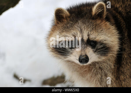 Nordamerikanischer Waschbär, Procyon lotor Stockfoto