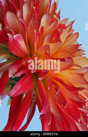 Dahlie, Orange Blume wächst Outdoor. Stockfoto