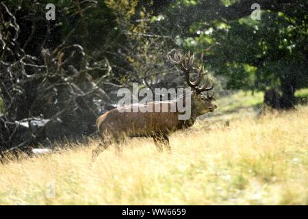 Rotwild Brunft auf Wiese, Cervus elaphus Stockfoto