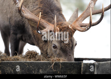 Rotwild bei der Fütterung im Winter, Cervus elaphus Stockfoto