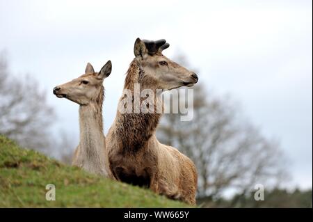 Red Deer auf Wiese, Cervus elaphus Stockfoto