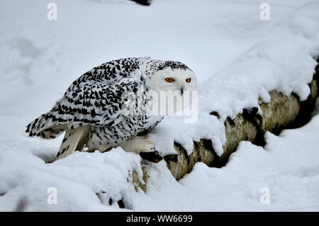 Snowy Owl im Schnee, Bubo scandiacus Stockfoto