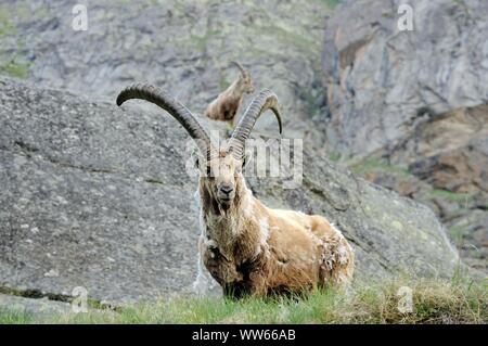 Steinböcke in der alpinen Bergwelt, Capra ibex Stockfoto