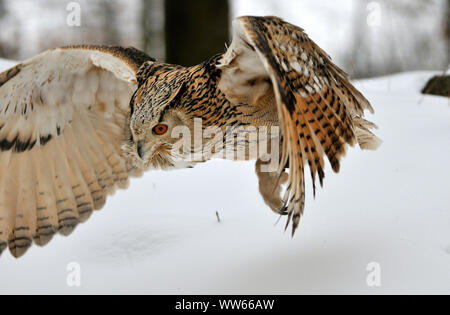 Sibirische Uhu im Flug, Bubo bubo Sibiricus Stockfoto