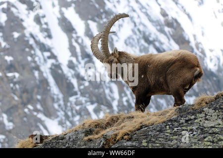 Steinböcke in der alpinen Bergwelt, Capra ibex Stockfoto