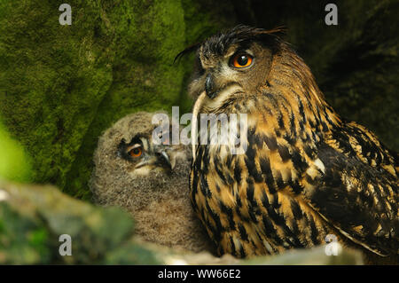 Uhu mit jungen Tier in der Felsenhöhle, Bubo bubo Stockfoto