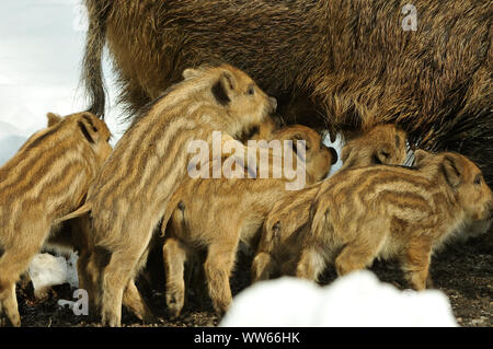 Wildschwein mit shotes, Sus scrofa, close-up Stockfoto
